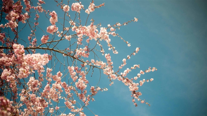 Blossom Tree Spring Mac Wallpaper
