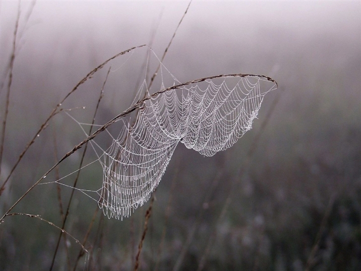 Cobweb Dew Fog Mac Wallpaper