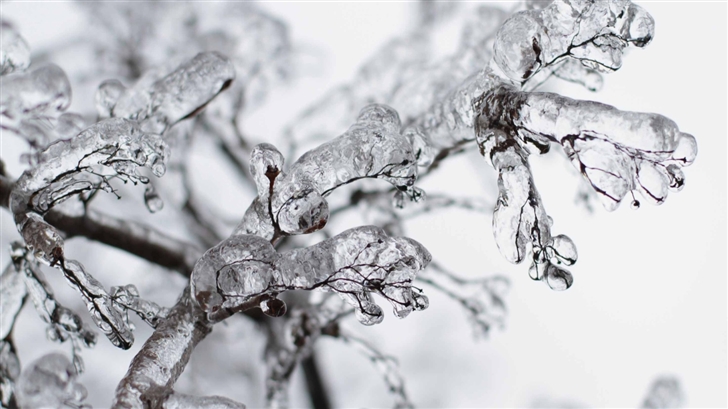 Frozen Twigs Mac Wallpaper