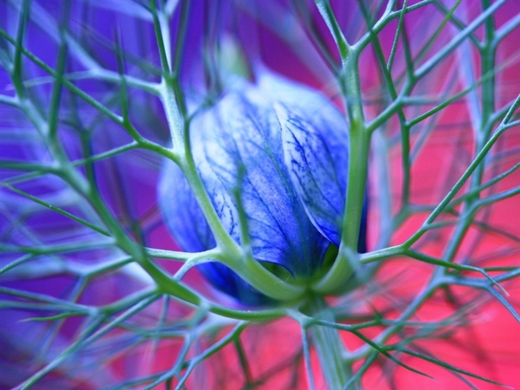Blue Flowers Thorns Mac Wallpaper
