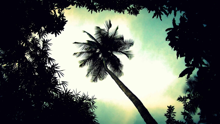 Palm Tree Top Mac Wallpaper