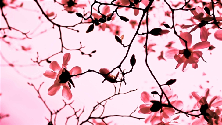 Magnolia Twigs Mac Wallpaper