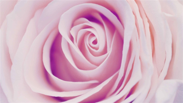 Delicate Rose Mac Wallpaper