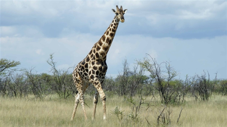 Giraffe Etosha Namibia Mac Wallpaper