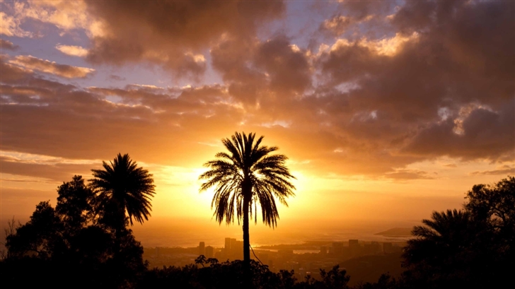Palm Tree In Sunset Light Mac Wallpaper