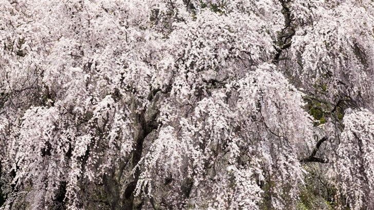 Cherry Blossom Tree Japan Mac Wallpaper
