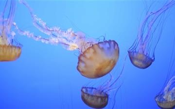 The Jellyfish All Mac wallpaper