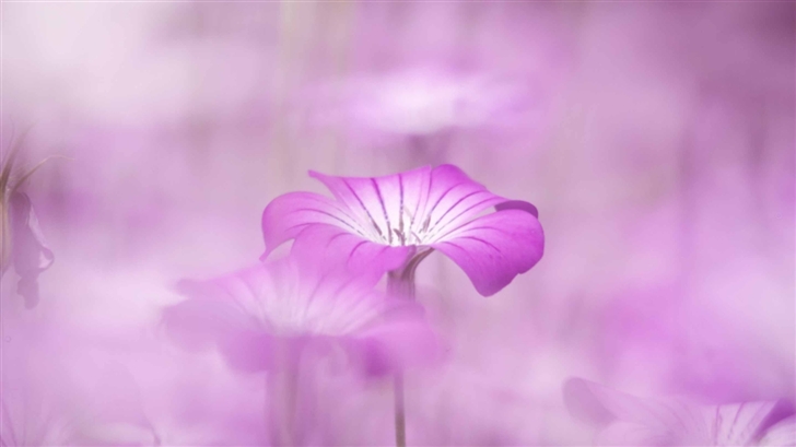 Purple Flowers Tumblr Mac Wallpaper