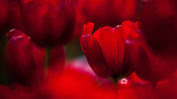 Red Tulips Mac Wallpaper