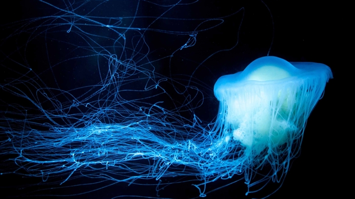 Glowing Jellyfish Mac Wallpaper