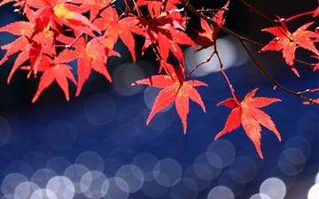 Japanese Maple Leaves Bokeh All Mac wallpaper