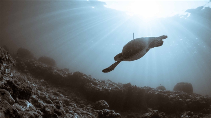 Sea Turtle Swimming Mac Wallpaper