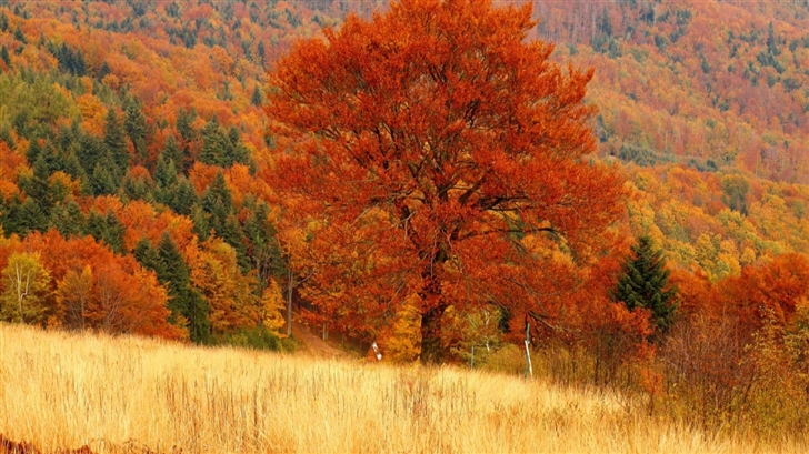 Autumn Forest Mac Wallpaper