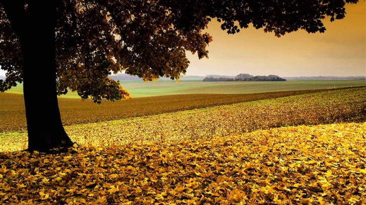Field Covered In Yellow Leaves Mac Wallpaper