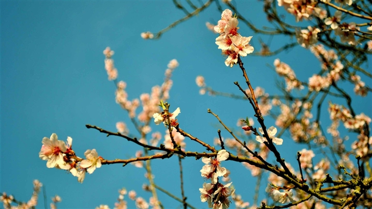 Peach Flowers Spring Mac Wallpaper