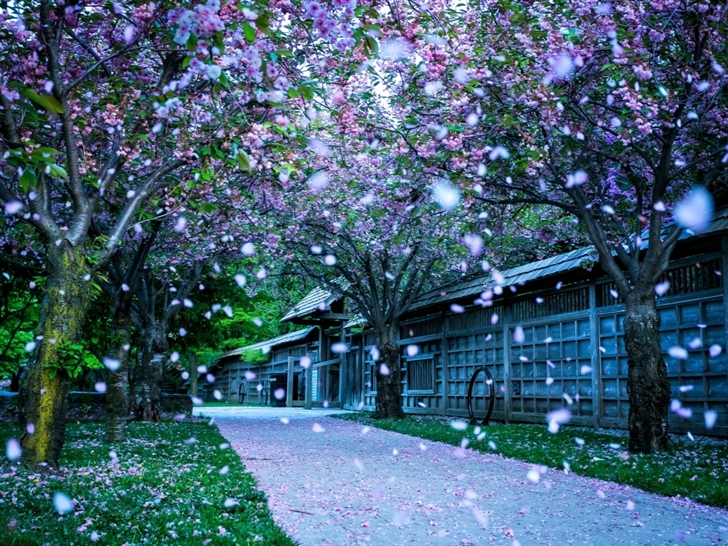 Falling petals Mac Wallpaper