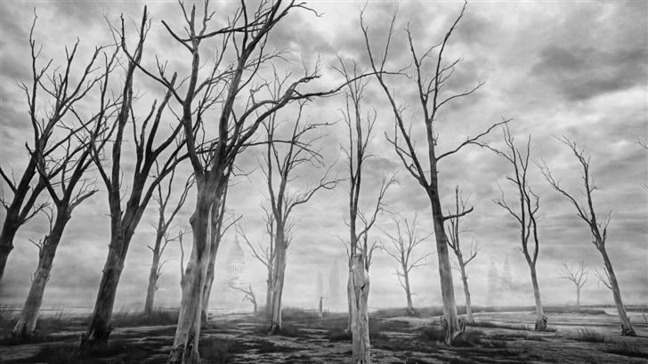 Dead Trees Black And White Mac Wallpaper