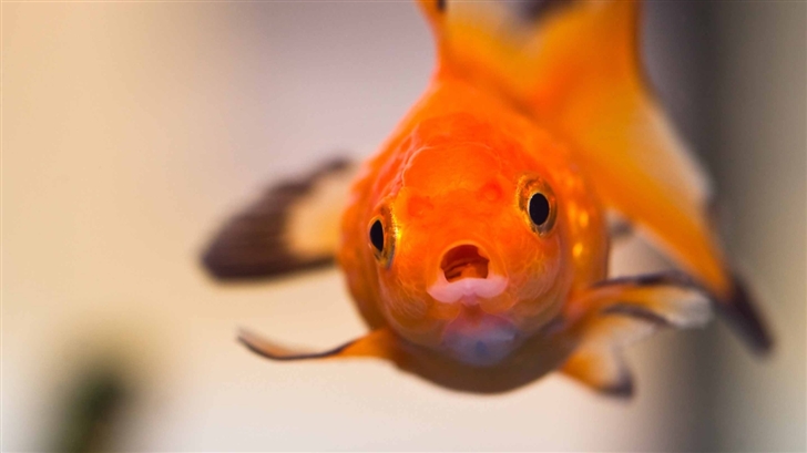 Goldfish Worried Face Mac Wallpaper