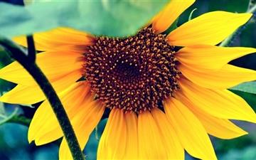 Sunflower For Mac