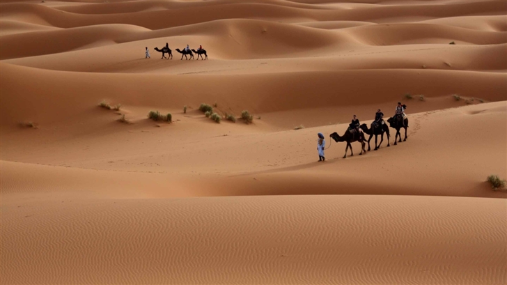 Camels Tour Mac Wallpaper