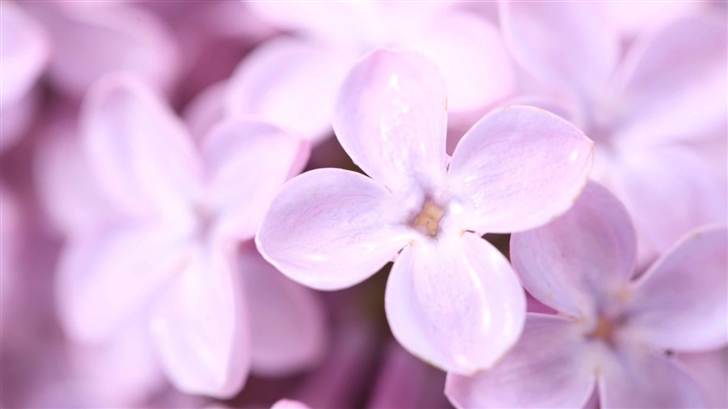 Violet Lilac Flowers Mac Wallpaper