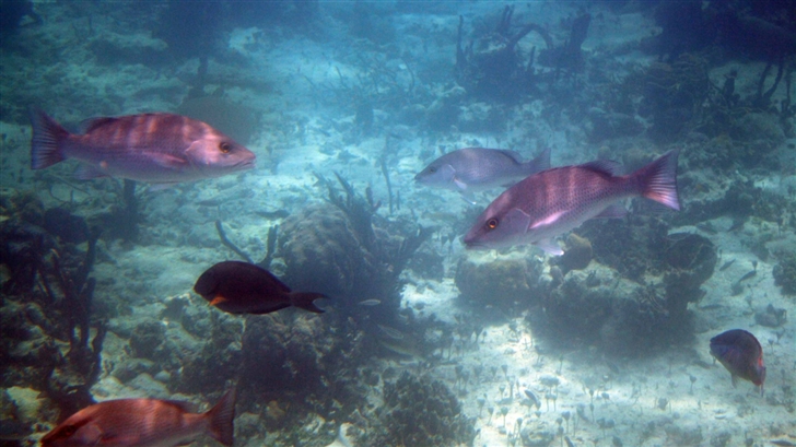 bahamas Fish Mac Wallpaper
