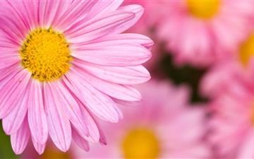 pale Pink Chrysanthemum MacBook Pro wallpaper