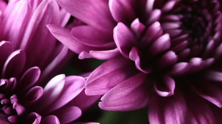Purple Chrysanthemum Mac Wallpaper