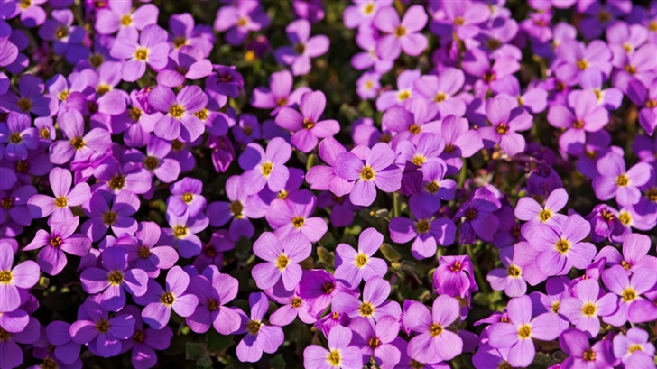A Lot Of Purple Flowers Mac Wallpaper