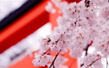 White Cherry Blossoms All Mac wallpaper