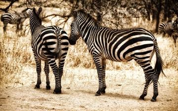 Zebra Serengeti All Mac wallpaper