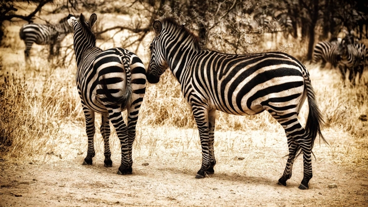 Zebra Serengeti Mac Wallpaper