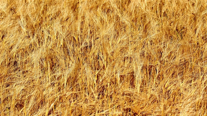 Golden Wheat Field Mac Wallpaper