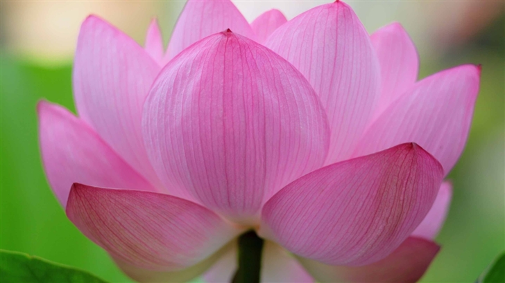 Pink Lotus Flower Mac Wallpaper
