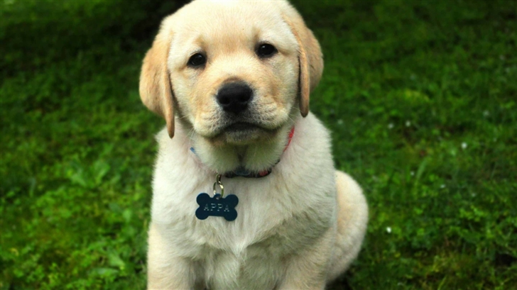 Cute Pup Mac Wallpaper