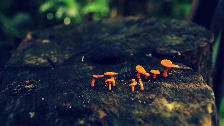 Tiny Mushrooms Mac Wallpaper