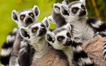 Lemurs Animals All Mac wallpaper