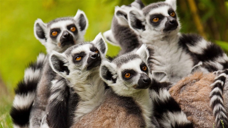 Lemurs Animals Mac Wallpaper