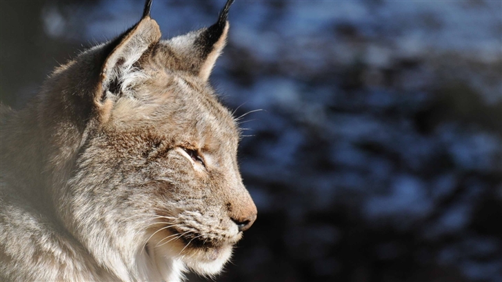 Lynx Profile Mac Wallpaper