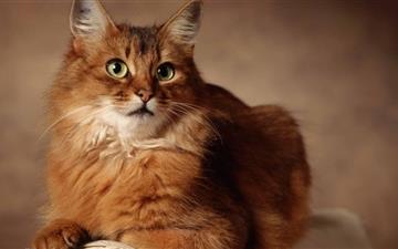 Red Cat Sitting On Armchair MacBook Air wallpaper