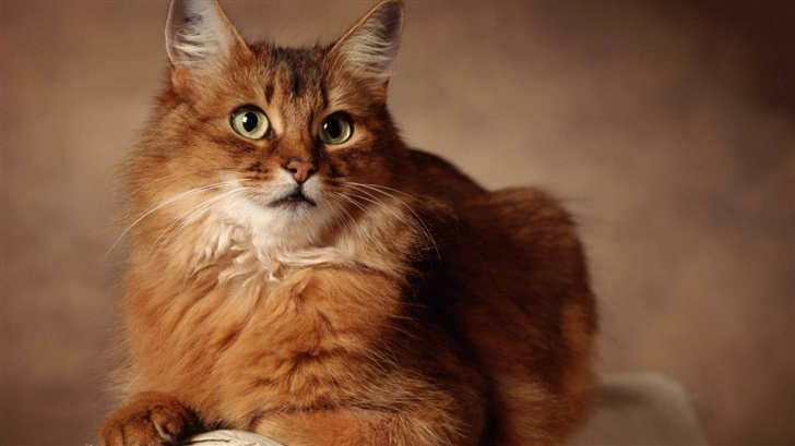 Red Cat Sitting On Armchair Mac Wallpaper