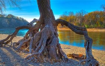 Rooted Mississippi River All Mac wallpaper