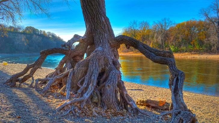 Rooted Mississippi River Mac Wallpaper