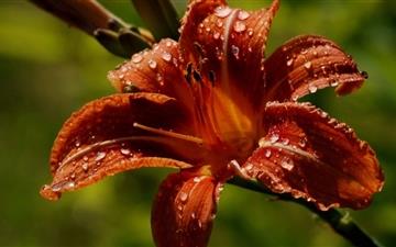 The Daylily All Mac wallpaper