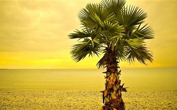 Beach Palm Tree All Mac wallpaper