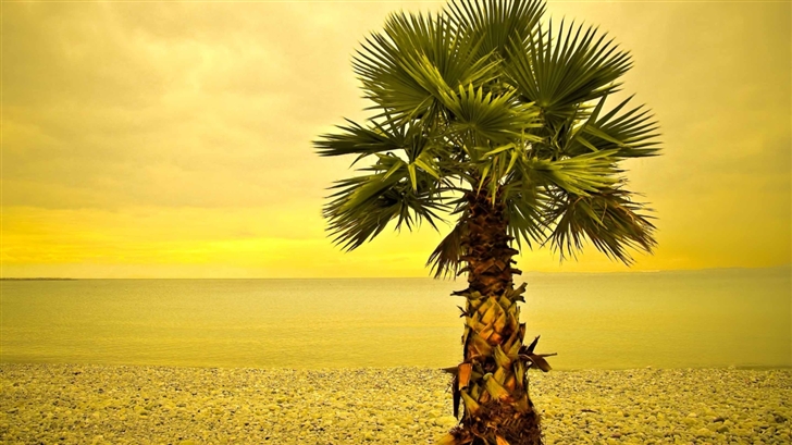 Beach Palm Tree Mac Wallpaper