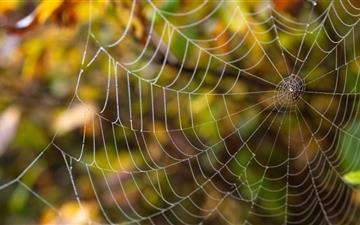 Delicate Spider Web All Mac wallpaper