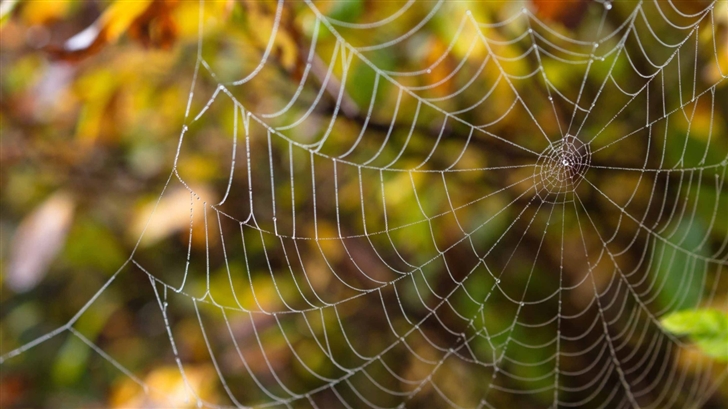Delicate Spider Web Mac Wallpaper