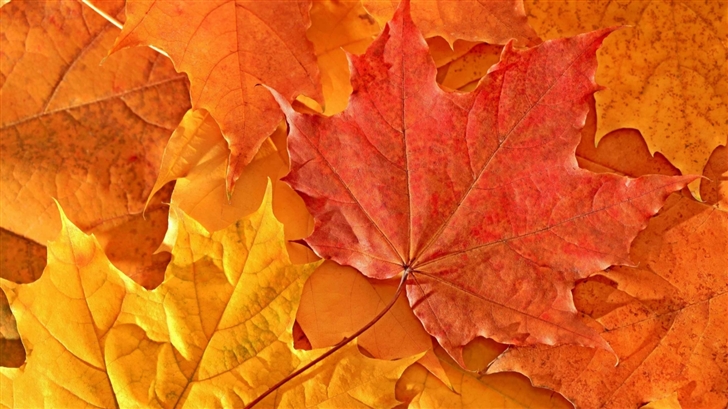 Oak Leaves Mac Wallpaper