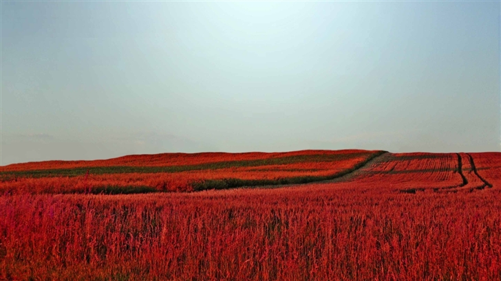 Red Meadow Mac Wallpaper